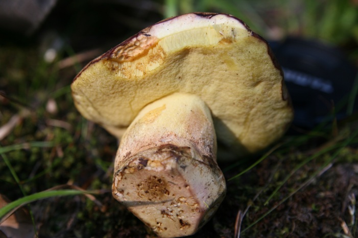 Boleti Foresta nera parte seconda